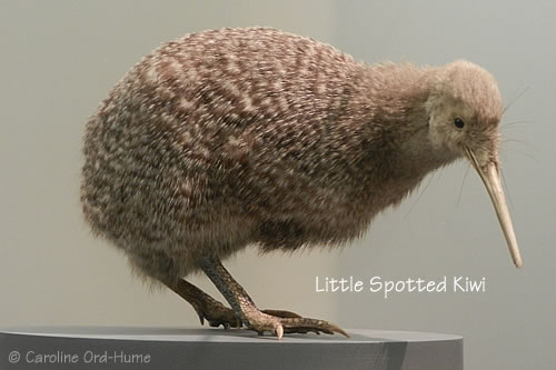 New Zealand Kiwi - Flightless Endemic Birds of NZ