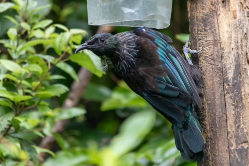 New Zealand Tui on a bird feeder in New Zealand