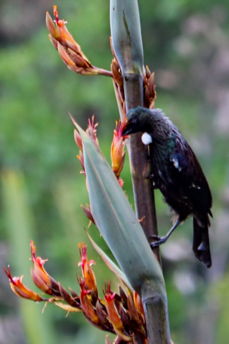 Tui bird with it's beak in a flower feeding on nectar of a New Zealand Flax Harakeke Plant