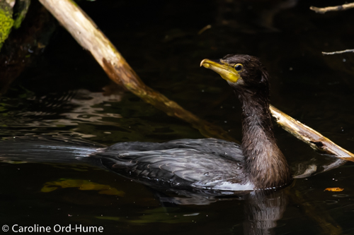 Black Shag New Zealand - Kawau - Cormorant, Phalacrocorax carbo ...