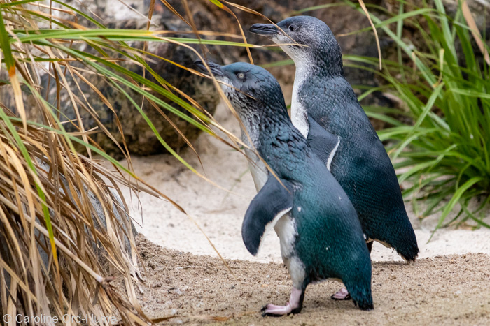 Little Penguin korora - Little Blue Penguins New Zealand - Eudyptula minor