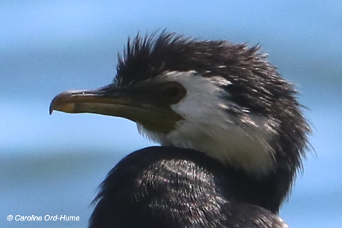 Little Shag New Zealand - Kawau Paka - Phalacrocorax melanoleucos ...