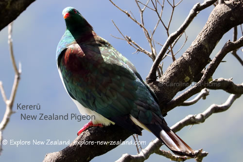 New Zealand Birds - Species List of Native Birds in NZ