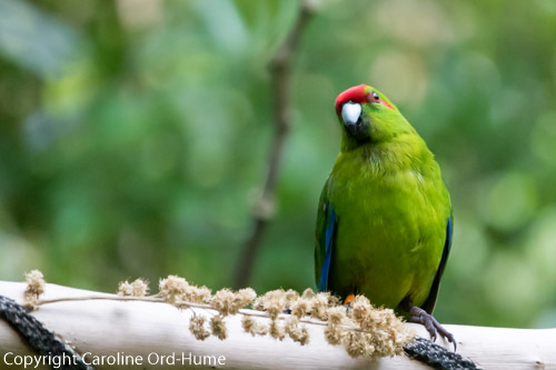 Zealandia Wildlife Sanctuary Wellington Karori Urban Ecosanctuary New ...